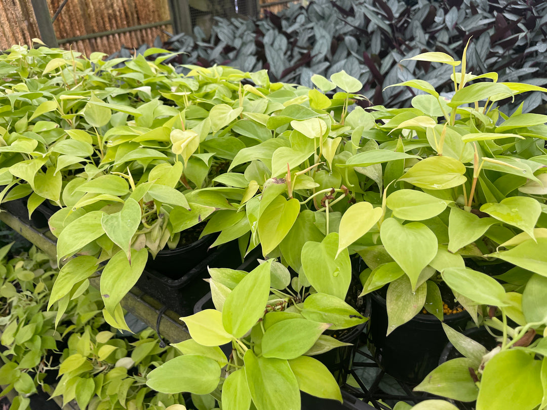 philodendron cordatum lime gold Heart Leaf Philodendron I Philodendron cordatum Gold & Green Varieties – The Australian Plant Shop