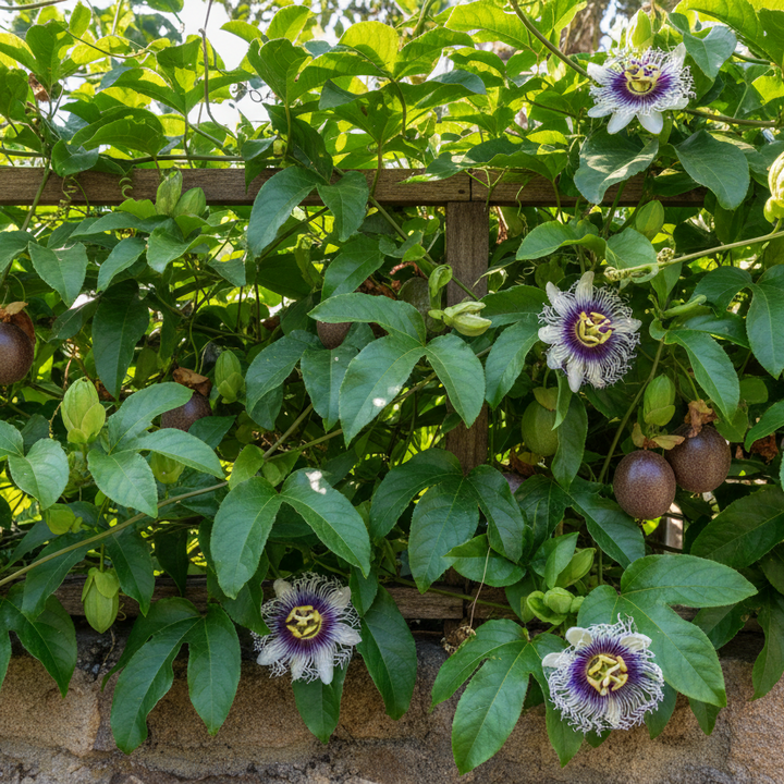 Passiflora (Passionfruit Plant)