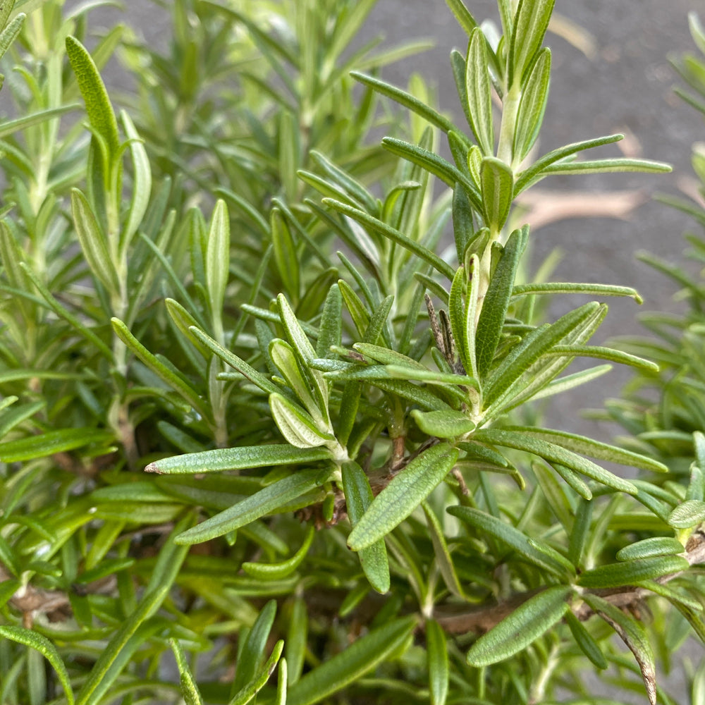 rosemary tuscan blue leaves
