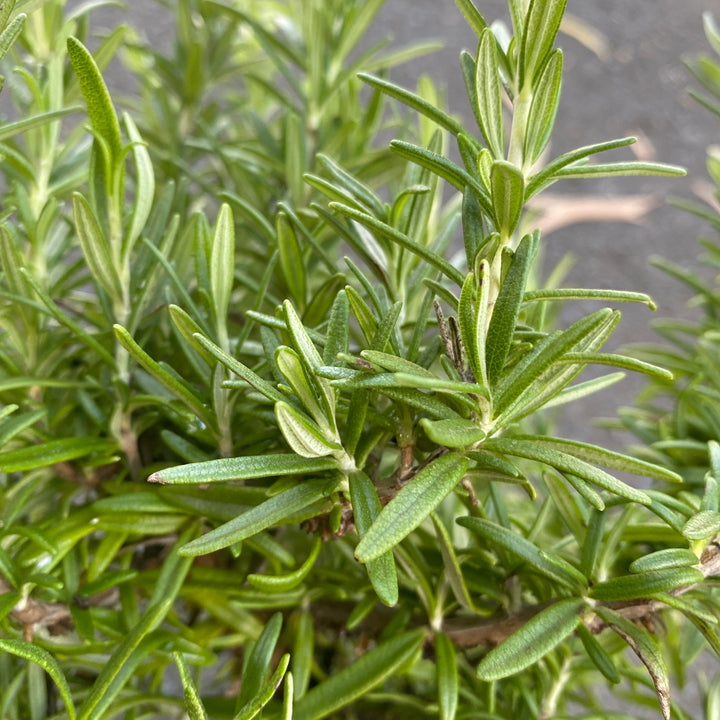 rosemary tuscan blue leaves