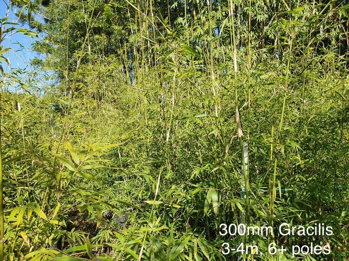 bambusa textilis gracilis slender weavers bamboo 45 ltr