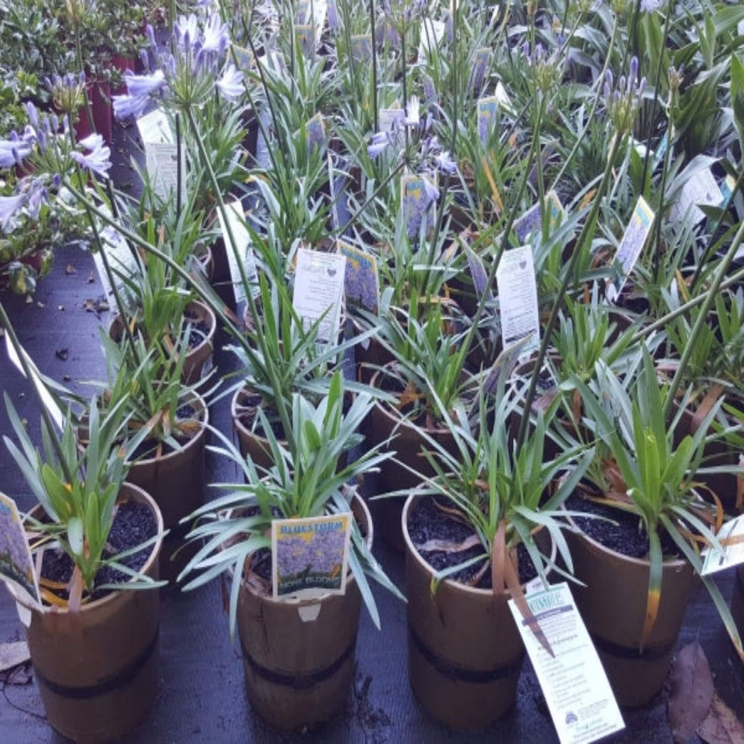 Agapanthus Blue Thunder 175 mm