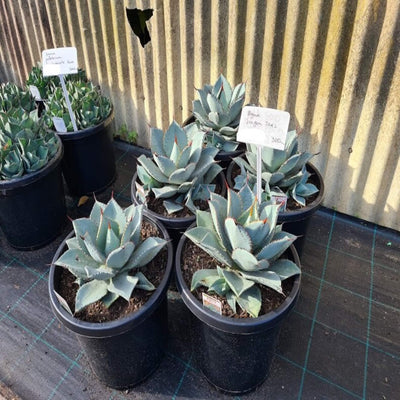 Agave Dragon Toes 300 mm