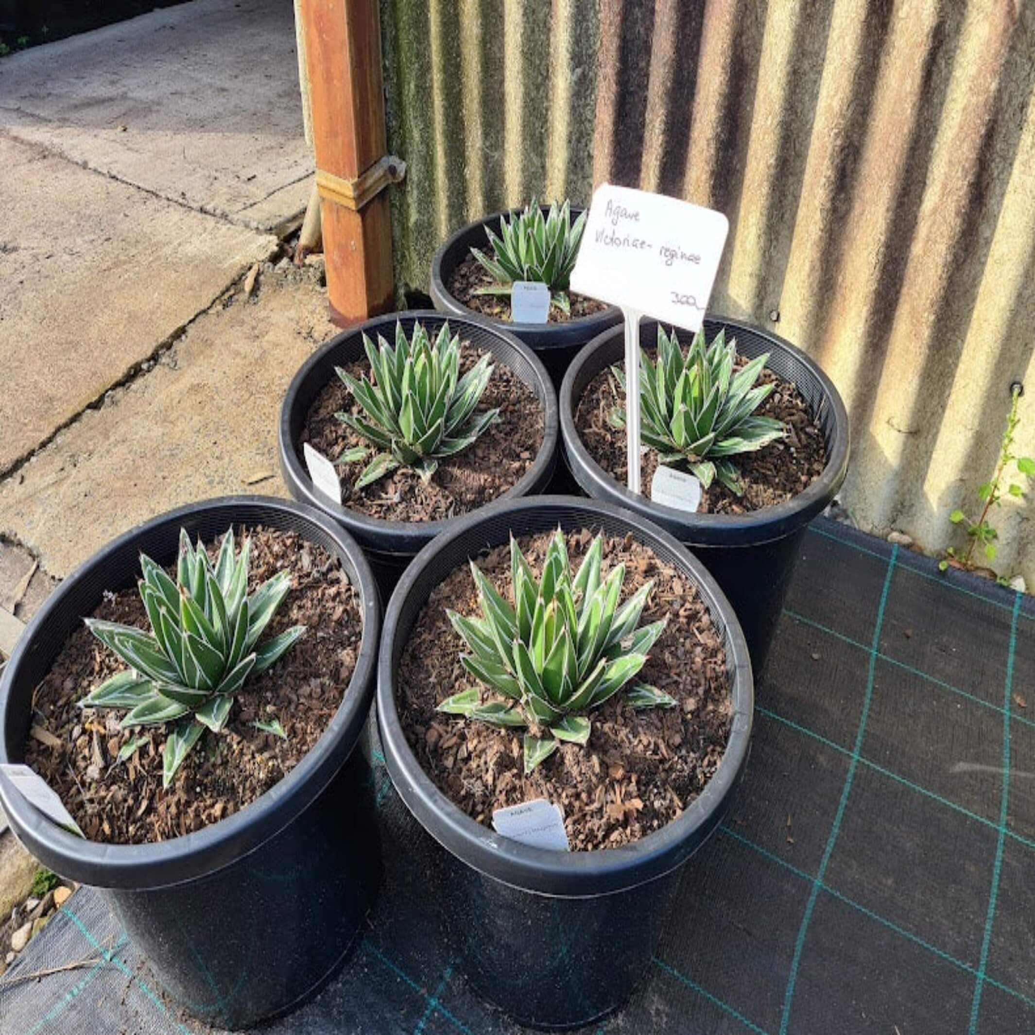 Agave victoriae 'Reginae' A Medium Sized Garden Plant for Easy Care