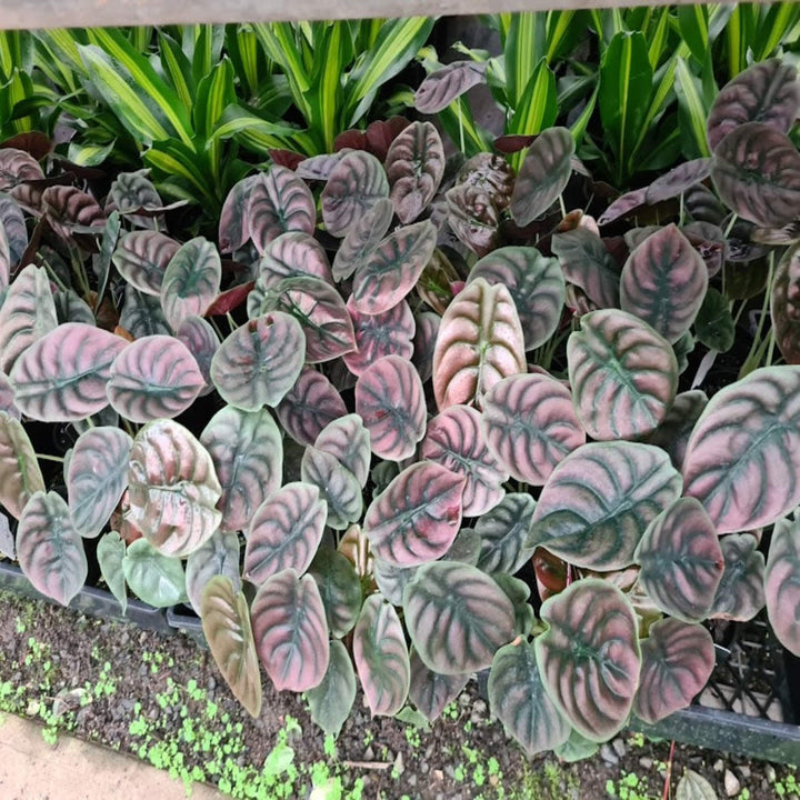 Alocasia Deweys Reversa 100 mm