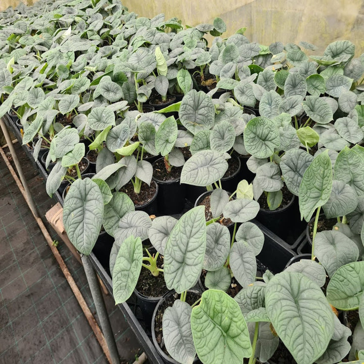 Alocasia melo 130 mm