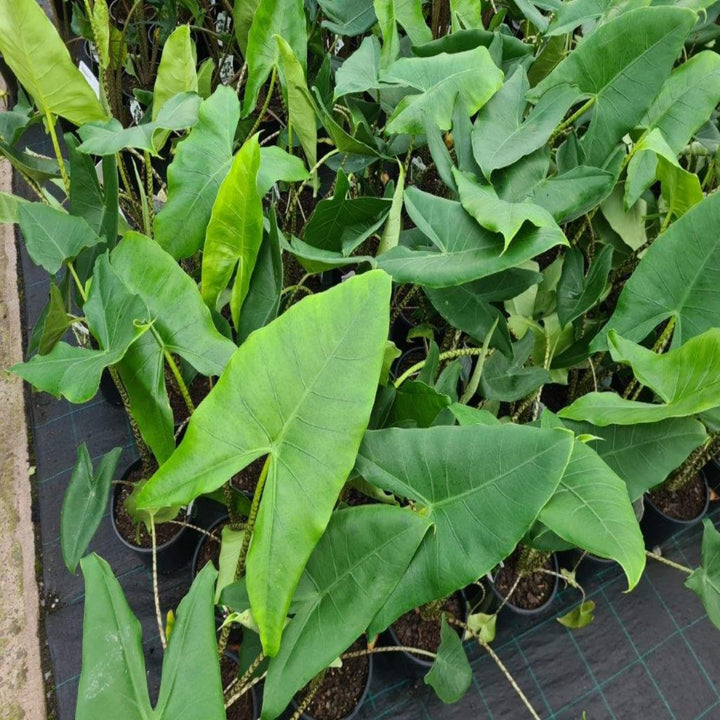Alocasia Zebrina Elephant's Ear 200 mm