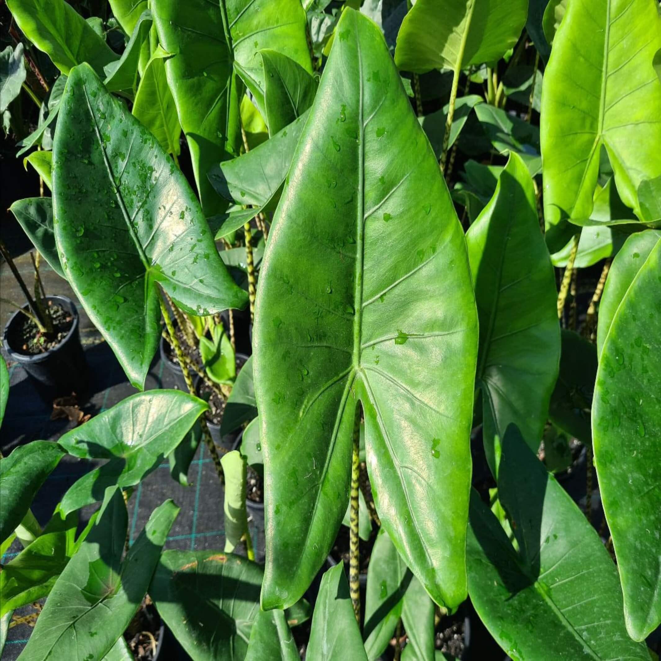 Alocasia zebrina (Elephant Ear Zebra) The Australia Plant Shop