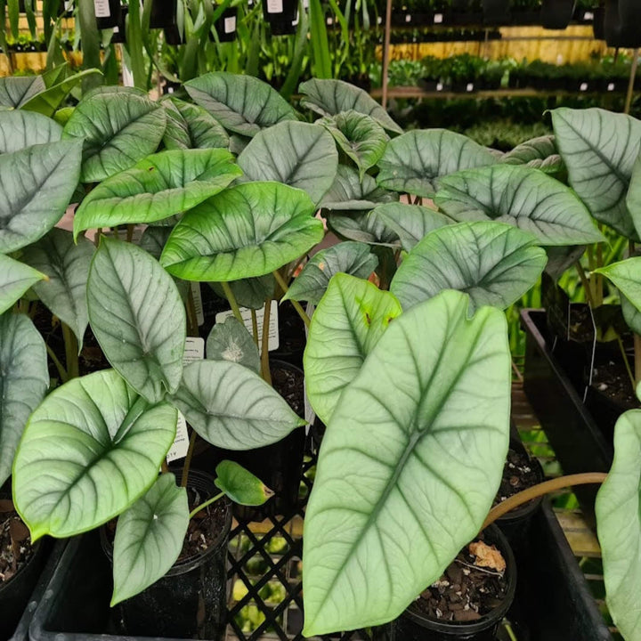 Alocasia bisma Silver 100 mm