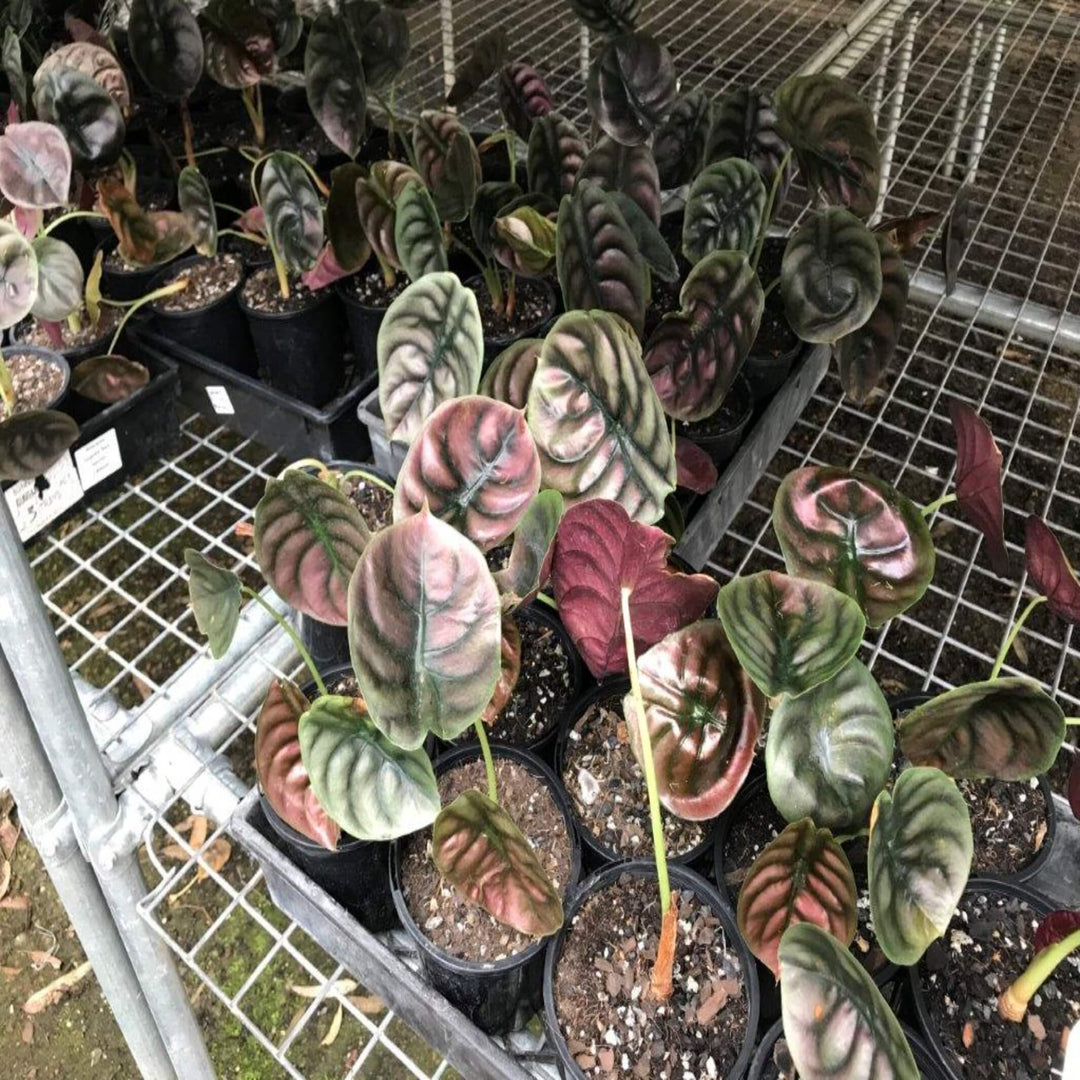 Alocasia cuprea Red Secret 150 mm