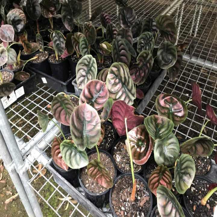 Alocasia cuprea Red Secret 150 mm