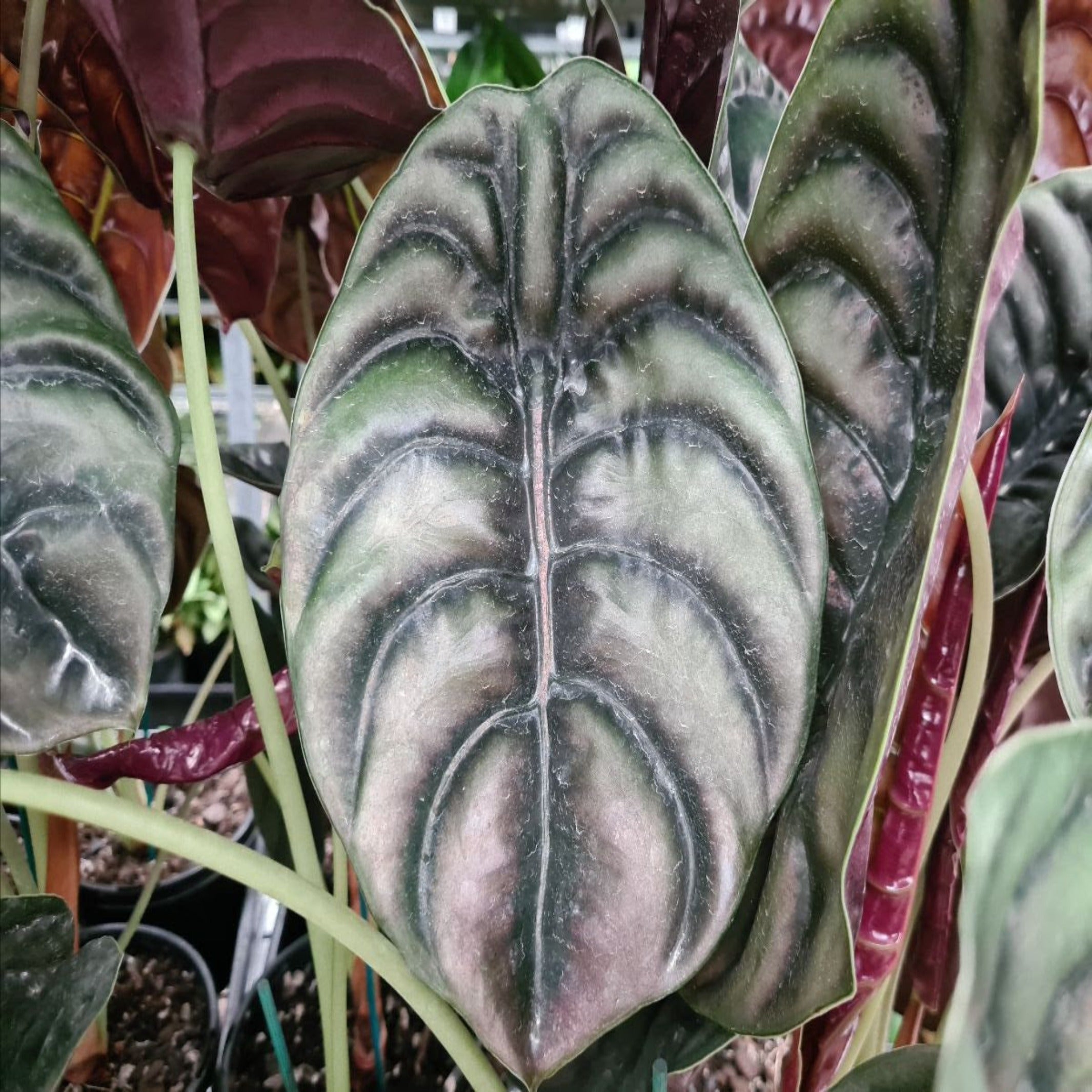 Alocasia cuprea 'Red Secret' | The Australia Plant Shop – The ...