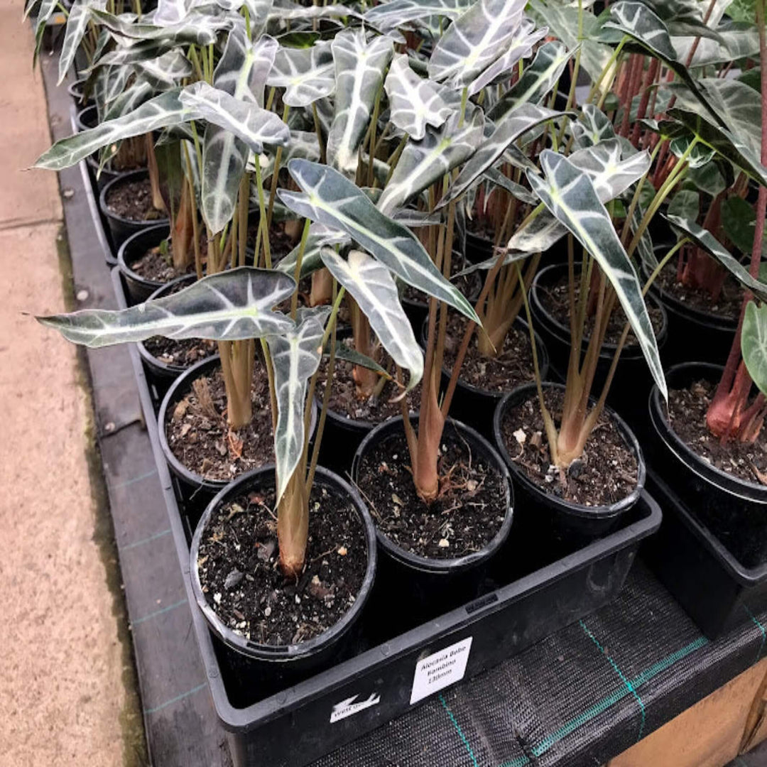 Alocasia lowii bebe 130 mm