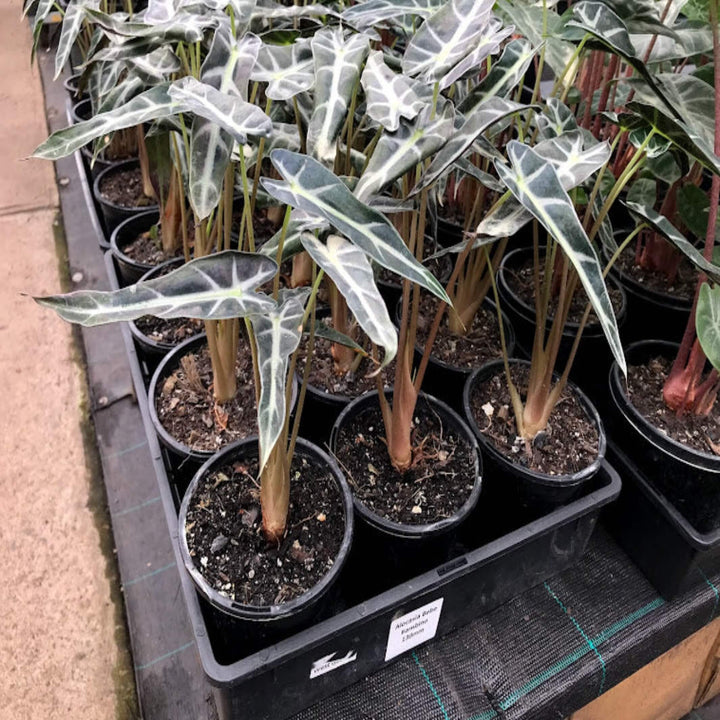 Alocasia lowii bebe 130 mm