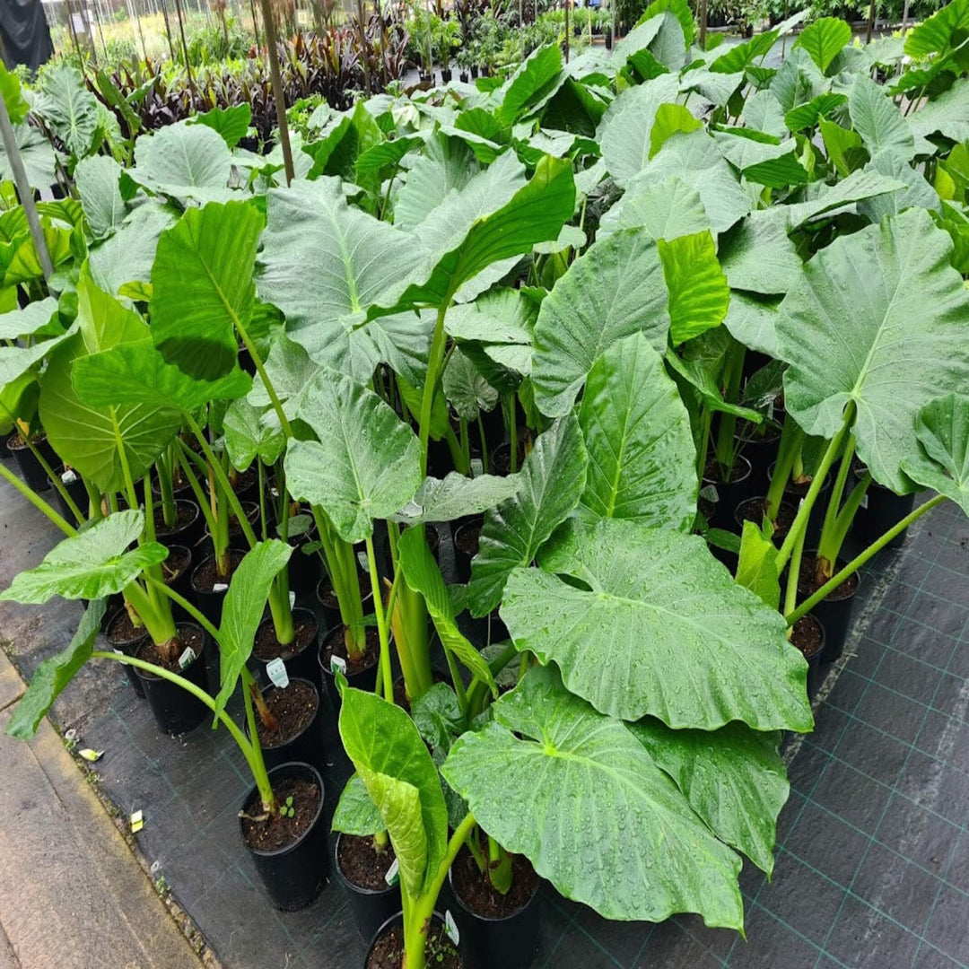 plant elephant ears australia Alocasia macrorrhizos (Giant Elephant Ear)