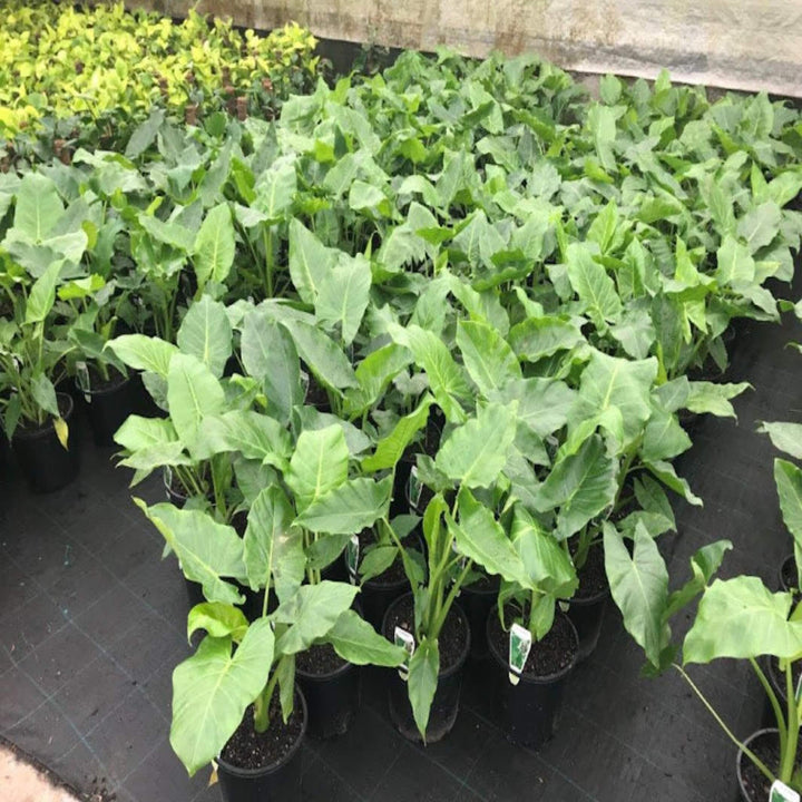 Alocasia macrorrhizos 300 mm