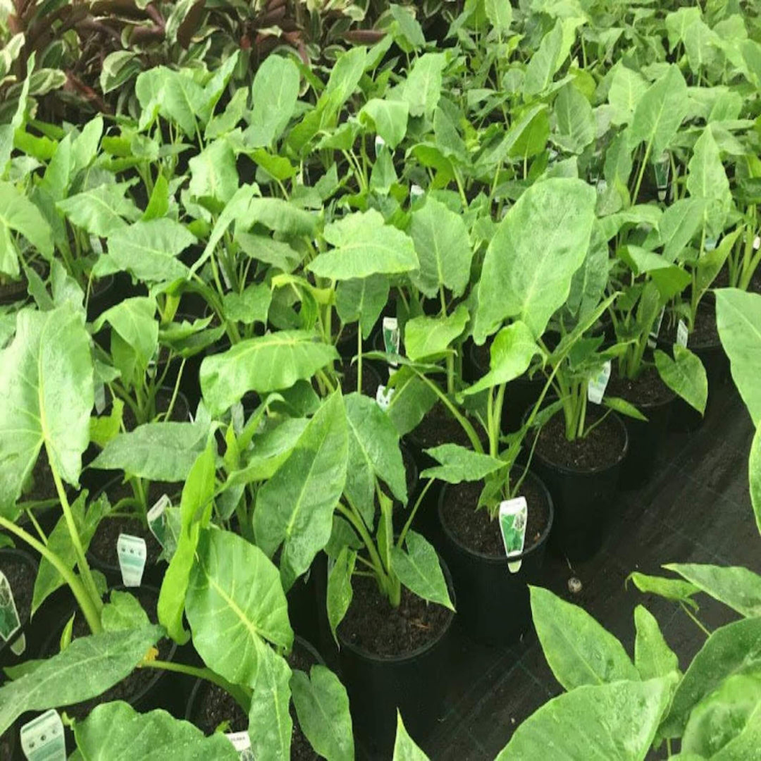 Alocasia macrorrhizos 300 mm