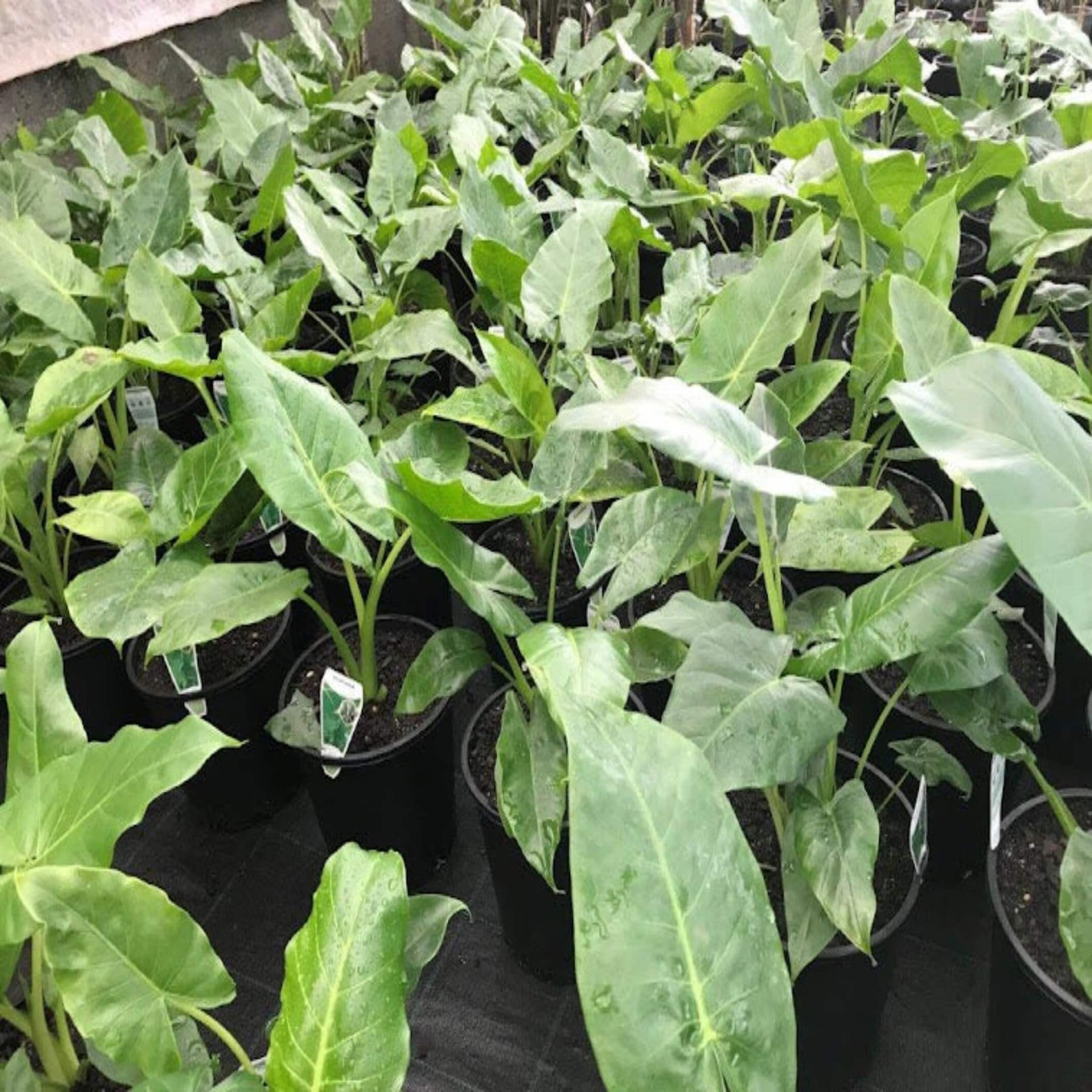 Alocasia macrorrhizos (Giant Elephant Ear) - The Australia Plant Shop ...
