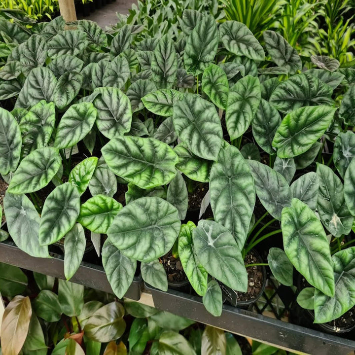 Alocasia sinuata 100 mm