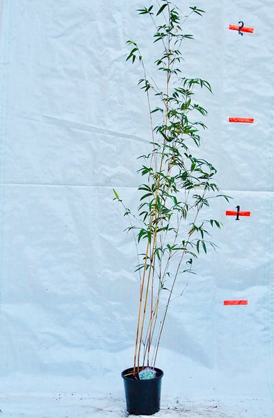 bambusa multiplex alphonse karr 200 mm