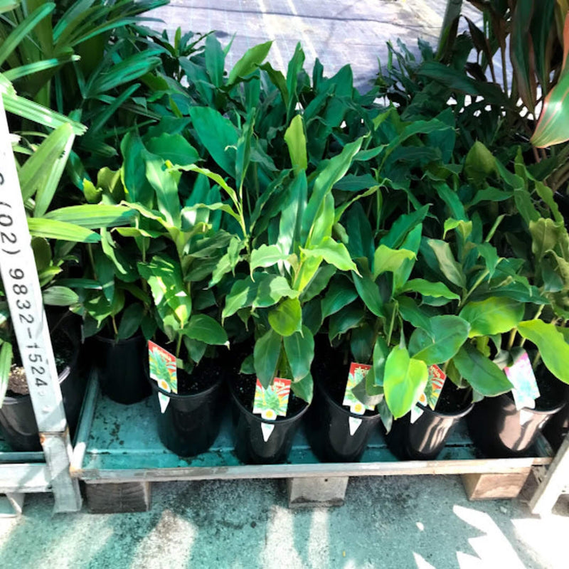 Alpinia nutans (Dwarf Cardamom) The Australian Plant Shop