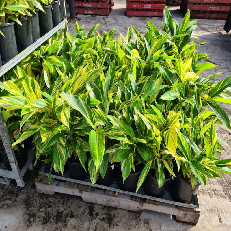 Alpinia zerumbet Variegata - (Variegated Shell Ginger)