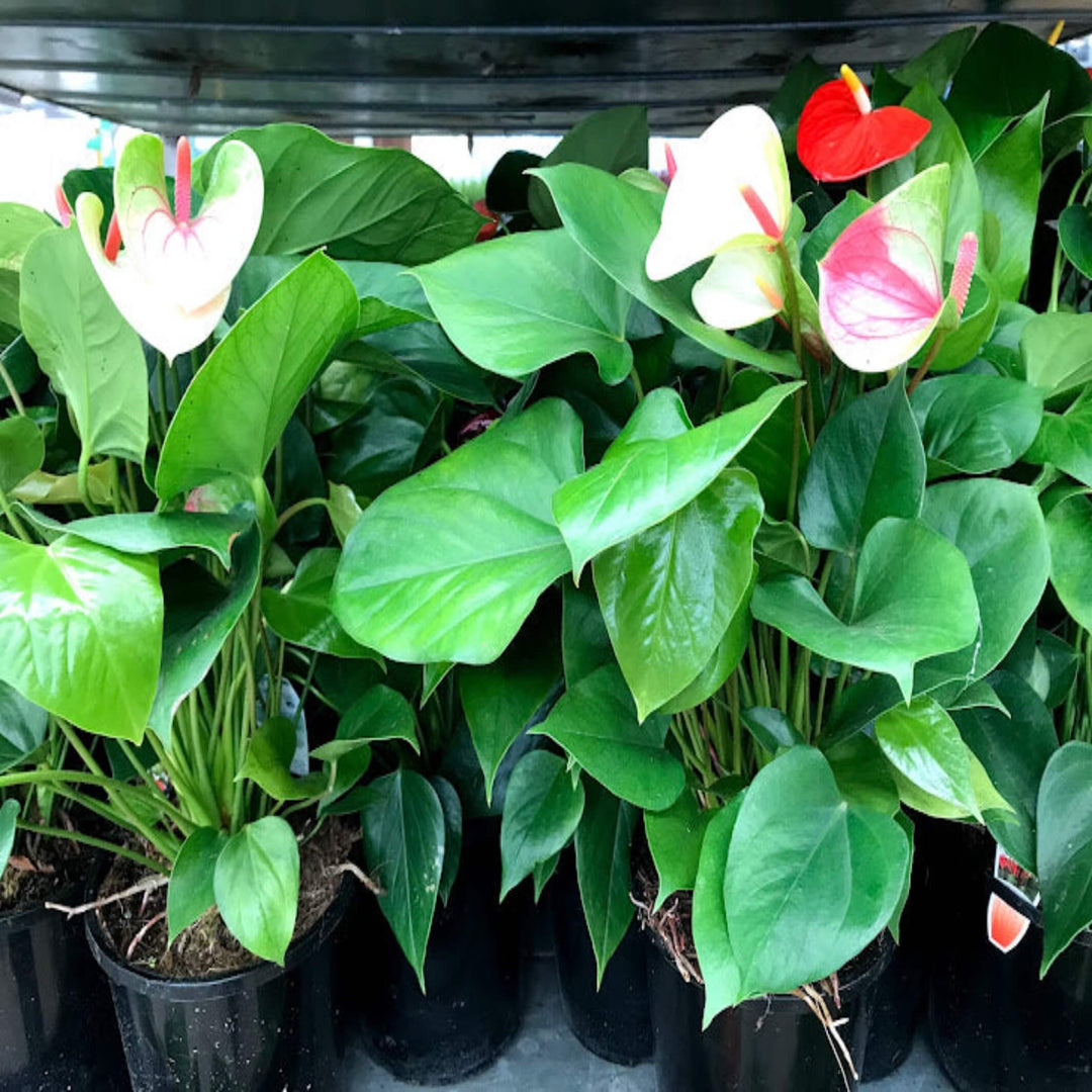 Anthurium andraeanum Mixed Flamingo Flower 90 mm