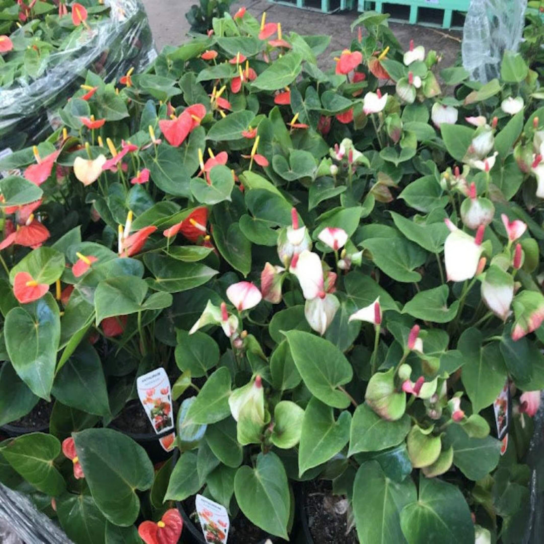anthurium flamingo mix Anthurium andreanum (Flamingo Flower)- The Australian Plant Shop
