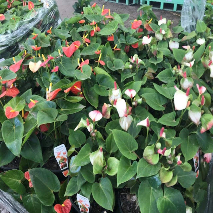 Anthurium andraeanum Mixed Flamingo Flower 250 mm