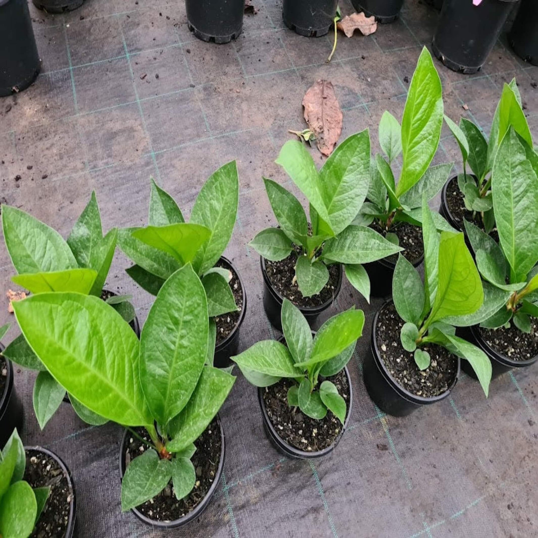 anthurium jenmanii price Anthurium Jenmanii