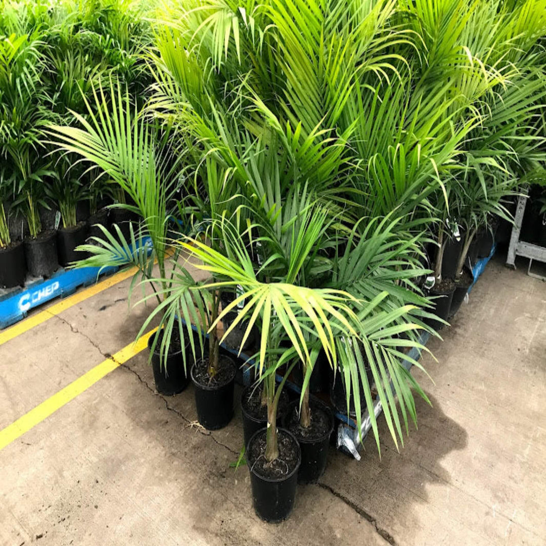 Archontophoenix alexandrae 100 L