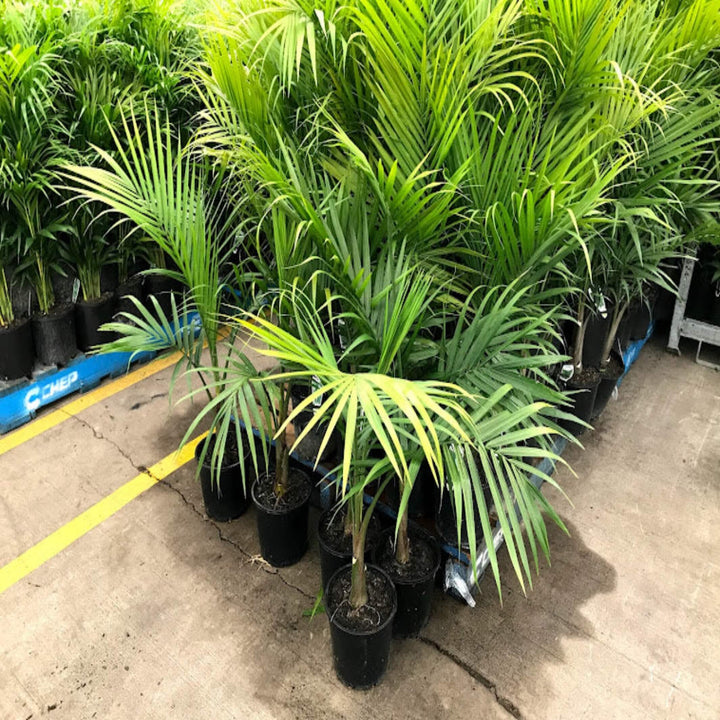Archontophoenix alexandrae 100 L