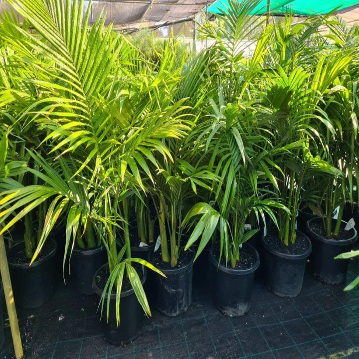 Archontophoenix alexandrae 100 L