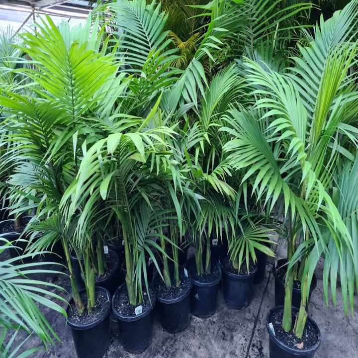 Archontophoenix alexandrae Alexandra Palm 250 mm
