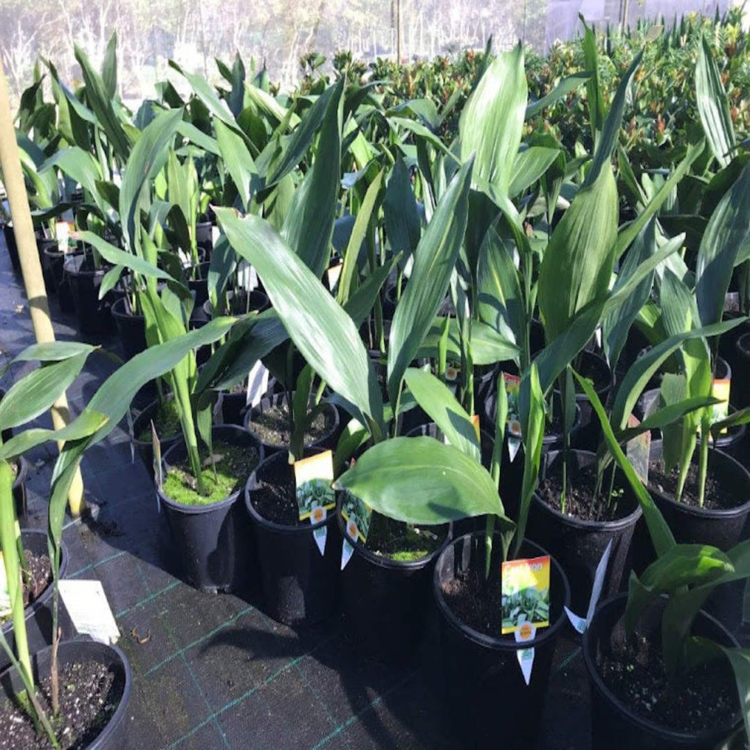 Aspidistra elatior Cast Iron Plant 200 mm