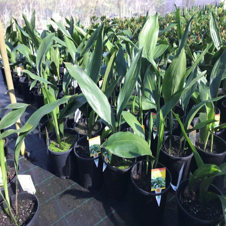 Aspidistra elatior Cast Iron Plant 200 mm