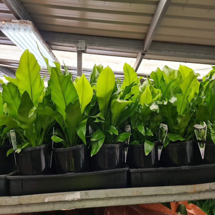 Asplenium Mixed Birds Nest 90 mm