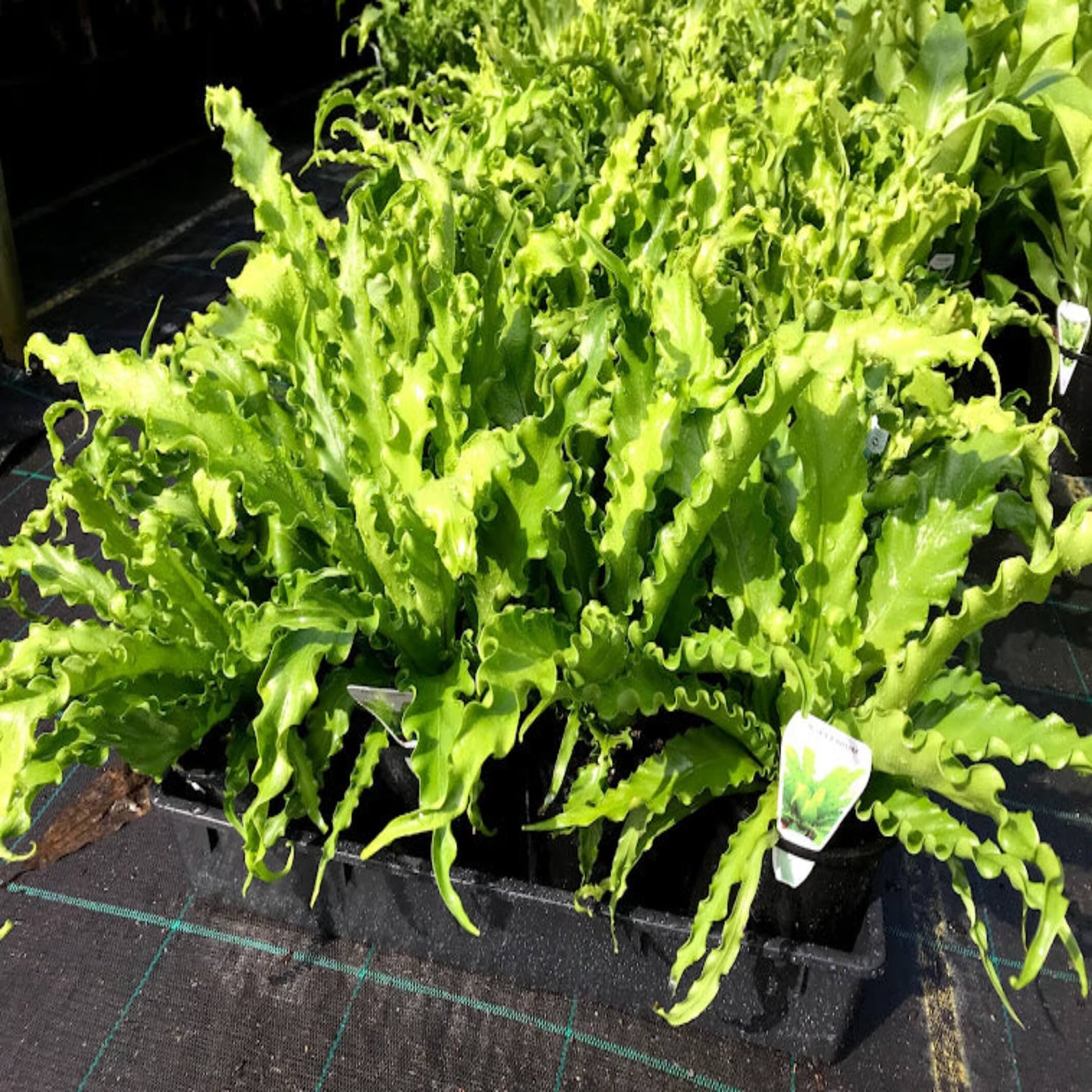 bird's nest fern osaka Asplenium nidus 'Osaka'
