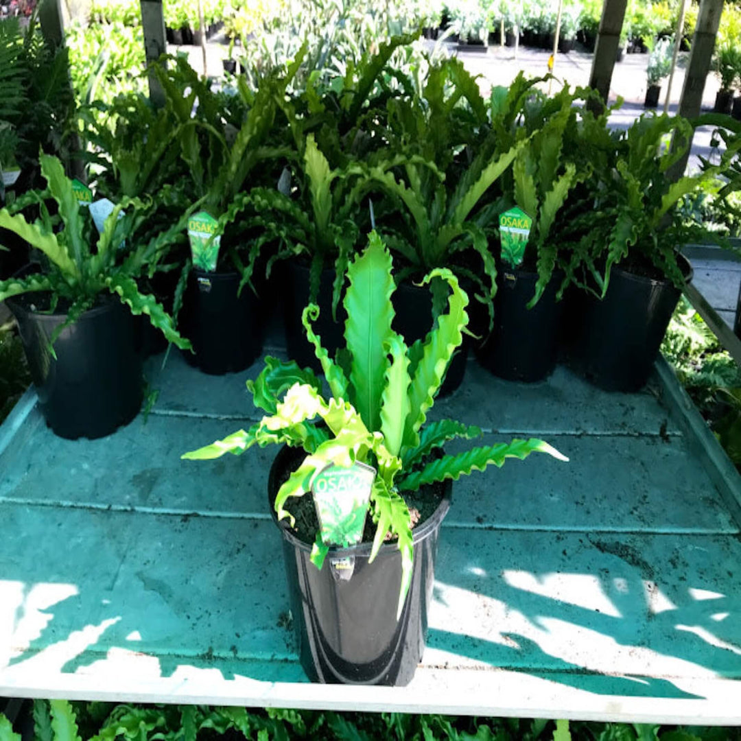 japanese bird nest fern Asplenium nidus 'Osaka'