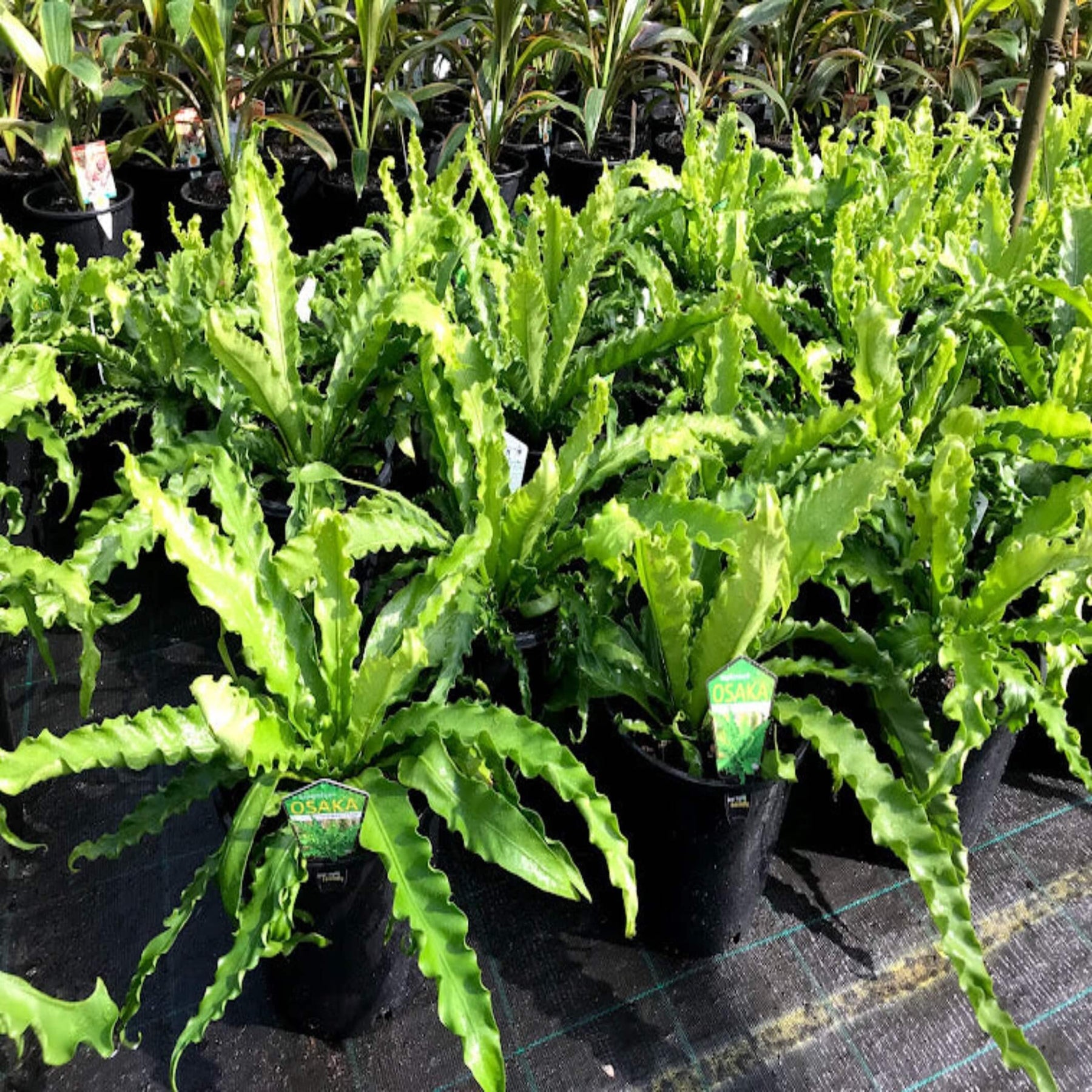 osaka bird's nest fern Asplenium nidus 'Osaka'