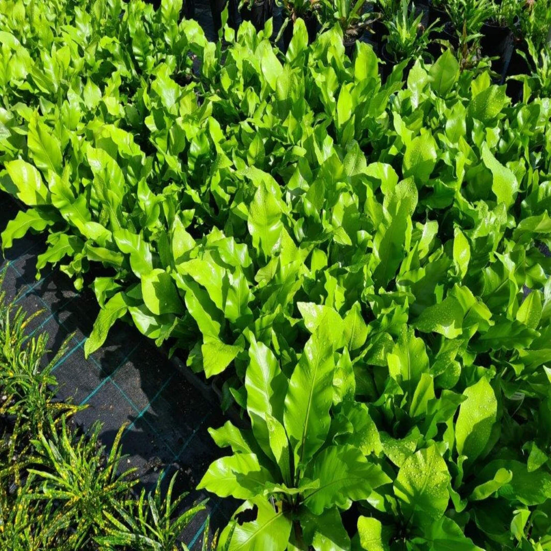 birds nest fern for sale australia Asplenium australasicum
