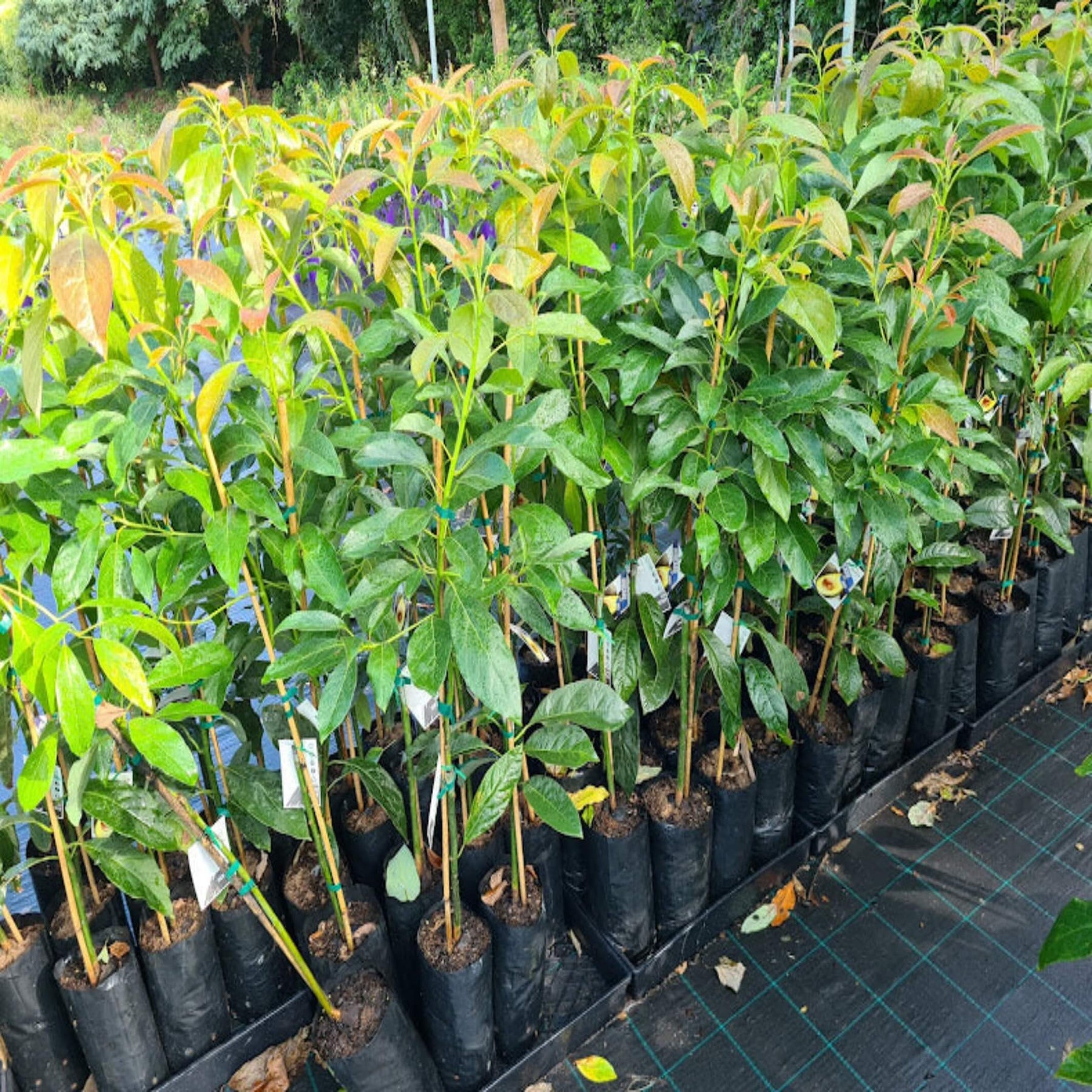 pot size for avocado plant Buy Hass Avocado Tree I Order Online I Quick & Easy Delivery – The Australian Plant Shop
