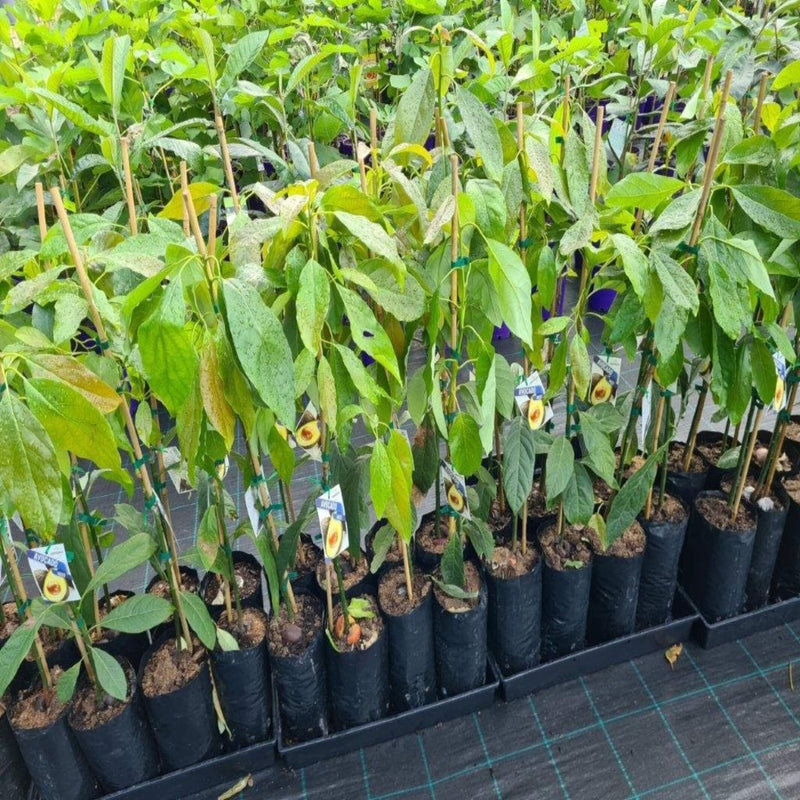 Avocado Hass Grafted 5 L