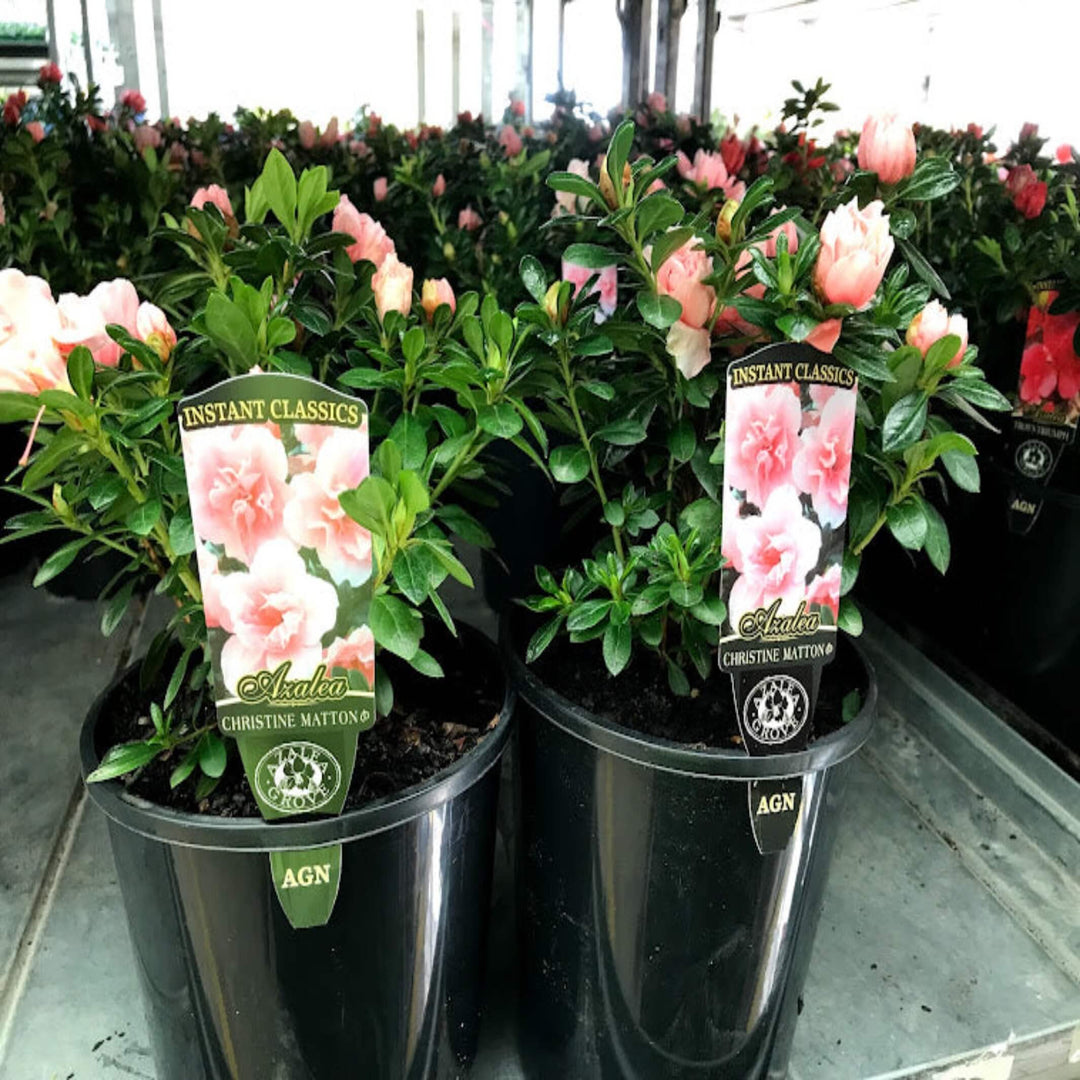 Azalea Christine Matton 175 mm