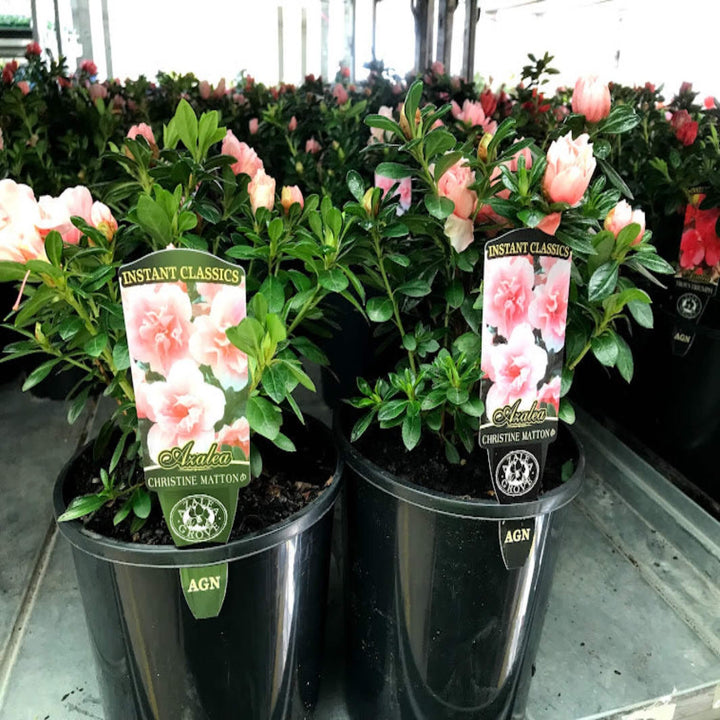 Azalea Christine Matton 175 mm