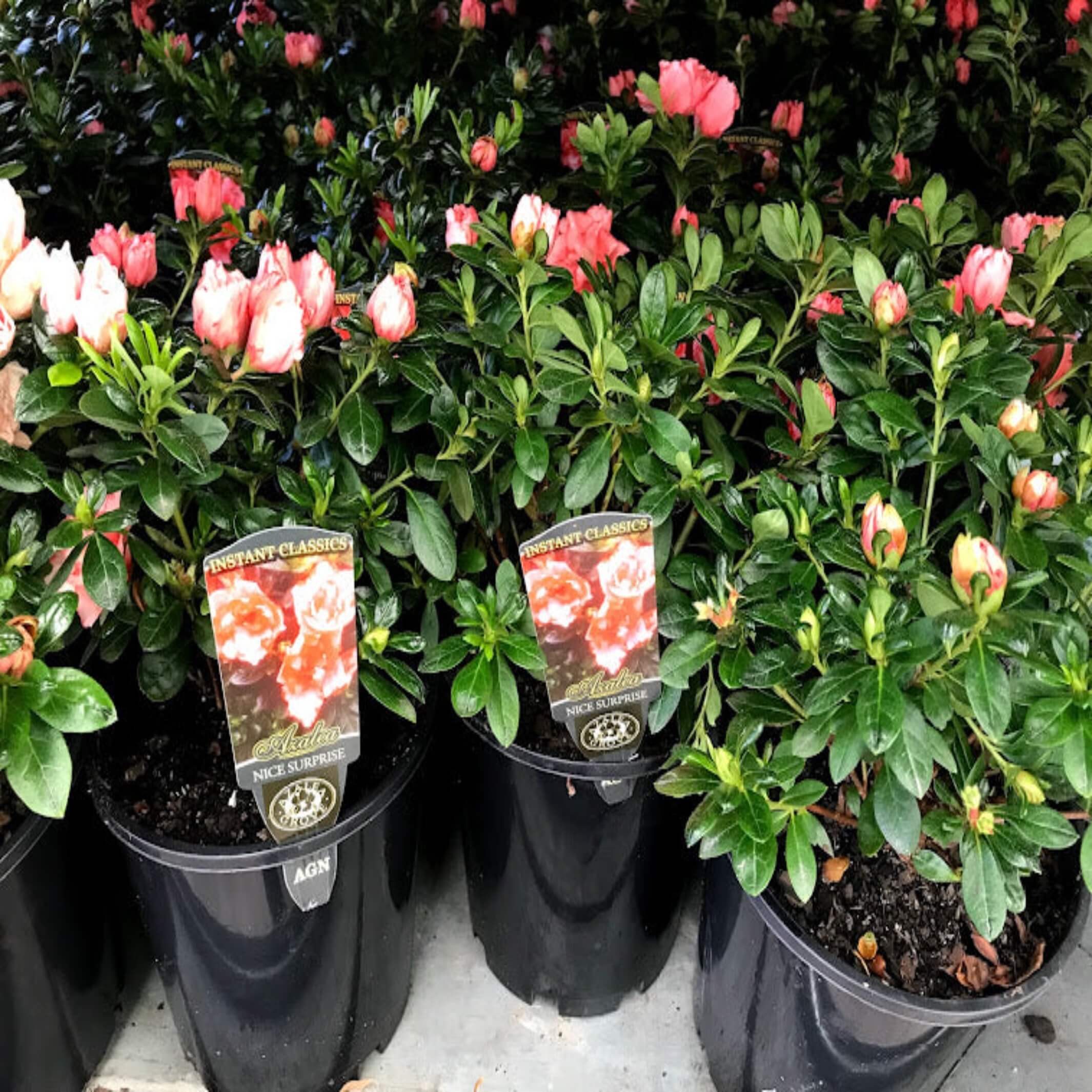 Azalea 'Nice Surprise' - I The Australian Plant Shop