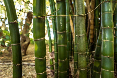 bambusa vulgaris wamin giant buddah belly bamboo 300 mm