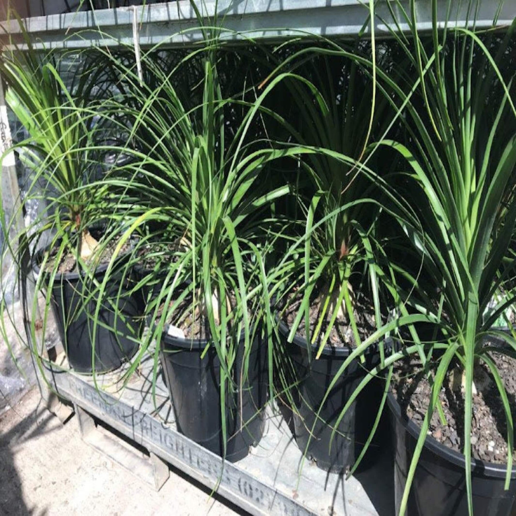 buy ponytail palm brisbane Ponytail Palm For Sale I Beaucarnea recurvata I Easy Delivery – The Australian Plant Shop