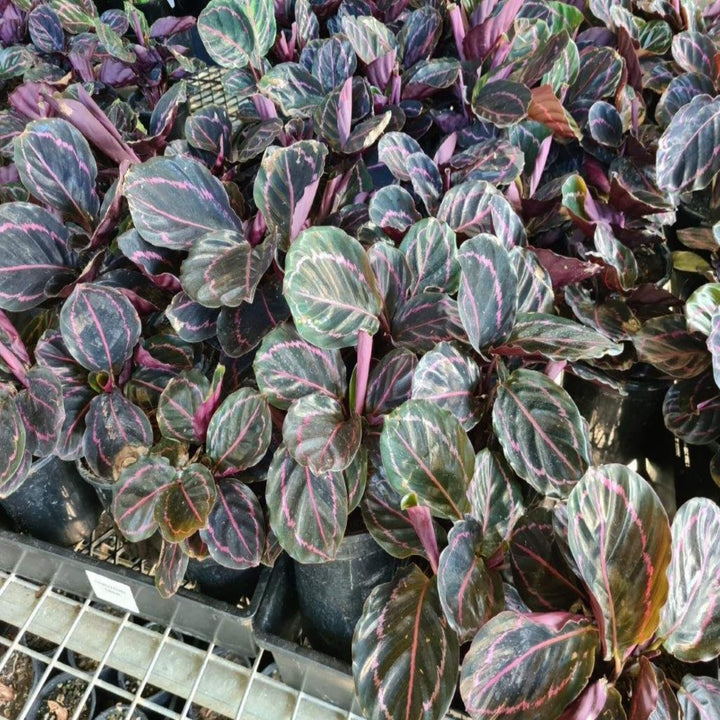 Calathea Dottie 130 mm
