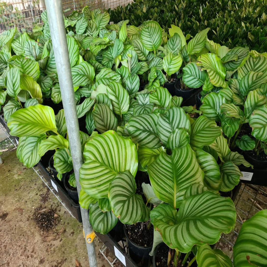 orbifolia prayer plant Calathea orbifolia (Prayer Plant)